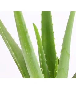 Echte Aloe - Aloe Vera 7 Echte Aloe - Aloe Vera -Eleganter Garten 8670853 PR DE 001 AloeVeraT12DehnerExpressHerzig