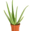 Echte Aloe - Aloe Vera 2 Echte Aloe - Aloe Vera -Eleganter Garten 8670853 PR FS 001 AloeVeraT12DehnerExpressHerzig