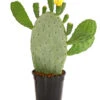 Feigenkaktus - Opuntia Indica -Eleganter Garten 8678542 PR FS 001 OpuntisIndigaKaktusDehnerExpressHerzig