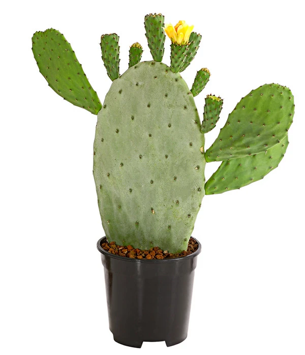 Feigenkaktus - Opuntia Indica 3 Feigenkaktus - Opuntia Indica