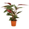 Korbmarante - Calathea Sanguinea 'Magicstar' -Eleganter Garten 8683740 WE FS 001 CalatheaMagicstarT17