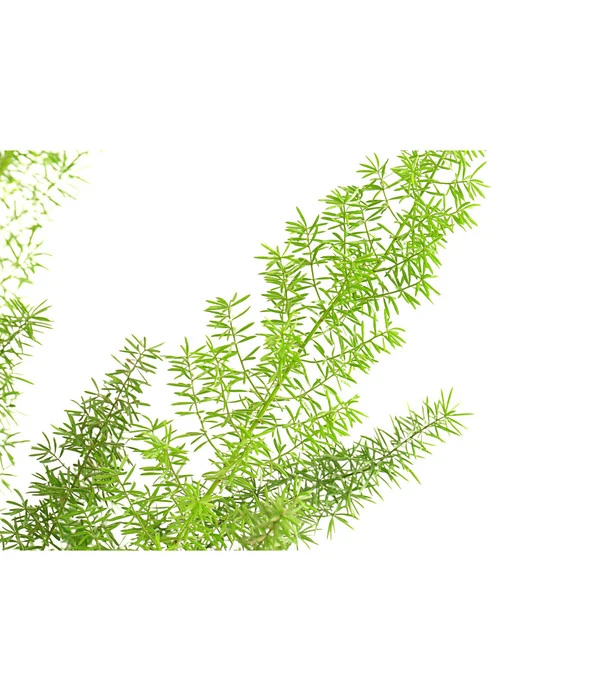 Fuchsschwanzspargel - Asparagus Densiflorus 'Meyeri' 4 Fuchsschwanzspargel - Asparagus Densiflorus 'Meyeri' – Bild 2