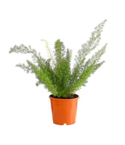 Fuchsschwanzspargel - Asparagus Densiflorus 'Meyeri'