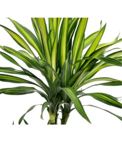 Drachenbaum - Dracaena Fragrans 'Rikki' -Eleganter Garten 8703340 BildD 001 DrachenbaumRikkiDracDereRikki3T
