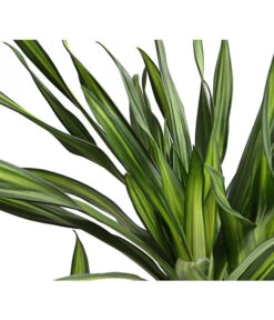 Drachenbaum - Dracaena Fragrans 'Rikki' -Eleganter Garten 8703340 WE DE 001 DrachenbaumDracaenaDeremensisRikkiT24DehnerExpressHerzig