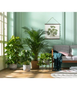 Goldfruchtpalme - Dypsis Lutescens 13 Goldfruchtpalme - Dypsis Lutescens -Eleganter Garten 8704702 WE MO 001 DypsisLutescens