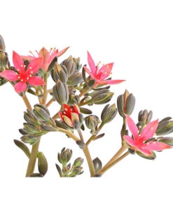 Graptopetalum - Graptopetalum Tacitus -Eleganter Garten 8707861 WE DE 001 GraptopetalumTacitusT11BlueteDehnerExpressHerzig