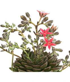 Graptopetalum - Graptopetalum Tacitus -Eleganter Garten 8707861 WE DE 001 GraptopetalumTacitusT11DehnerExpressHerzig