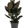 Gummibaum - Ficus Elastica 'Abidjan' -Eleganter Garten 8719338 WE FS 001 FicusAbidjanT27