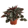 Peperomie - Peperomia Caperata 'Mendoza' 2 Peperomie - Peperomia Caperata 'Mendoza' -Eleganter Garten 8720005 PR FS 001 PeperomiaMendozaT11DehnerExpressHerzig