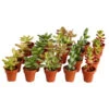 Mini Sukkulenten, Verschiedene Sorten -Eleganter Garten 8722514 PR FS 001 MiniSukkulentenMixInTerracottaT3 5DehnerExpressZS