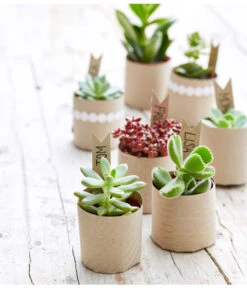 Eleganter Garten -Eleganter Garten 8722514 PR MO 002 Sukkulenten