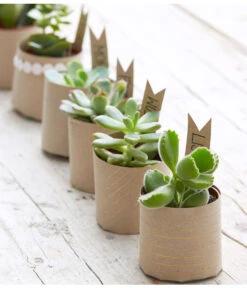 Mini Sukkulenten, Verschiedene Sorten -Eleganter Garten 8722514 PR MO 006 Sukkulenten