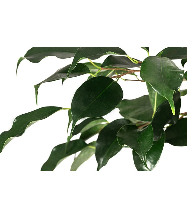 Birkenfeige - Ficus Benjamina 'Danielle' 4 Birkenfeige - Ficus Benjamina 'Danielle' – Bild 2