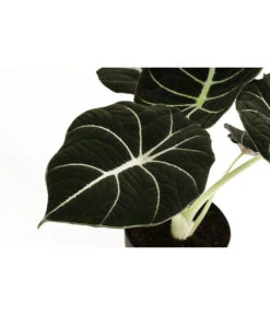 Pfeilblatt - Alocasia Reginula 'Black Velvet' -Eleganter Garten 8730863 WE DE 001 AlocasiaBlackVelvetT12