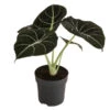 Pfeilblatt - Alocasia Reginula 'Black Velvet' 1 Pfeilblatt - Alocasia Reginula 'Black Velvet' -Eleganter Garten 8730863 WE FS 001 AlocasiaBlackVelvetT12