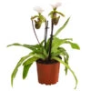 Frauenschuh - Paphiopedilum Spicerianum -Eleganter Garten 8730913 WE FS 001 PaphiopedilumSpiceranumT9