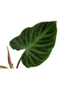 Baumfreund - Philodendron Verrucosum 9 Baumfreund - Philodendron Verrucosum -Eleganter Garten 8731416 WE DE 001 PhilodendronVerrucosumT12