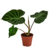 Baumfreund - Philodendron Verrucosum -Eleganter Garten 8731416 WE FS 001 PhilodendronVerrucosumT12