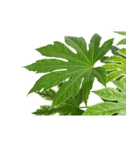 Eleganter Garten -Eleganter Garten 8737868 WE DE 001 ZimmeraralieSpidersWeb