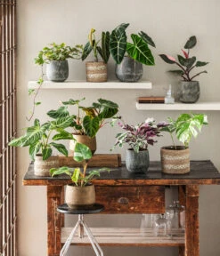 Baumfreund - Philodendron Verrucosum 7 Baumfreund - Philodendron Verrucosum -Eleganter Garten 8765224 WE MO 002 PhilodendronVerrucosum