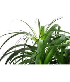 Elefantenfuß, In Seegras-Korb -Eleganter Garten 8772998 WE DE 001 BeaucarneaT24 MonatsangebotJanuar2022 DehnerExpressHerzig