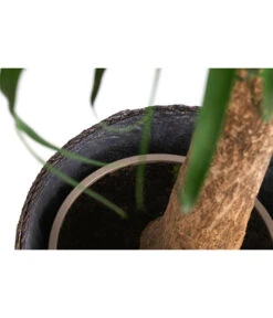 Elefantenfuß, In Seegras-Korb -Eleganter Garten 8772998 WE DE 002 BeaucarneaT24 MonatsangebotJanuar2022 DehnerExpressHerzig