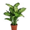 Dieffenbachie - Dieffenbachia Seguine 'Maroba' 2 Dieffenbachie - Dieffenbachia Seguine 'Maroba' -Eleganter Garten 8773871 PR FS 001 DieffenbachiaMarobaT21 DehnerExpressHerzig