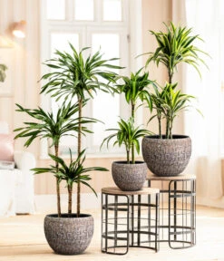 Drachenbaum - Dracaena Fragrans 'Rikki' -Eleganter Garten 8775108 8511545 WE MO 001 DracaenaDeremensisRikki Lana