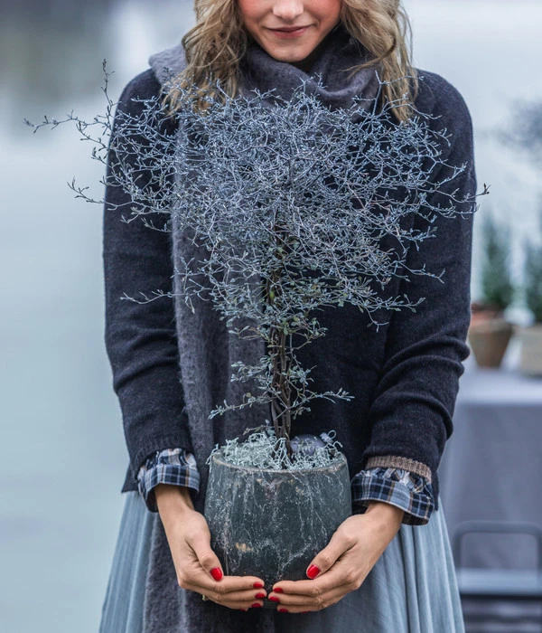 Zickzackstrauch 4 Zickzackstrauch – Bild 2