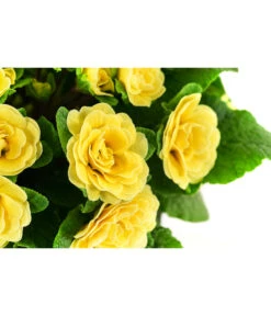 Beet- & Balkonpflanzen-Set Gelber Frühling, 6-teilig 17 Beet- & Balkonpflanzen-Set Gelber Frühling, 6-teilig -Eleganter Garten 8806606 WE DE 003 RosenprimelGelbT12