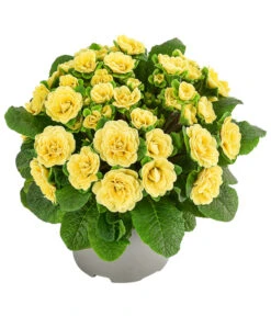 Beet- & Balkonpflanzen-Set Gelber Frühling, 6-teilig 12 Beet- & Balkonpflanzen-Set Gelber Frühling, 6-teilig -Eleganter Garten 8806606 WE FS 003 RosenprimelGelbT12