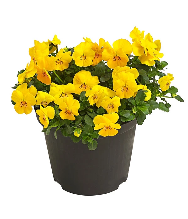 Beet- & Balkonpflanzen-Set Gelber Frühling, 6-teilig 6 Beet- & Balkonpflanzen-Set Gelber Frühling, 6-teilig – Bild 4