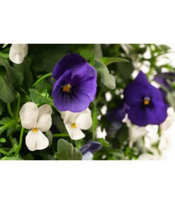 Wandhänger Mit Hornveilchen, Verschiedene Sorten -Eleganter Garten 8809048 WE DE 002 ViolaWandhaenger