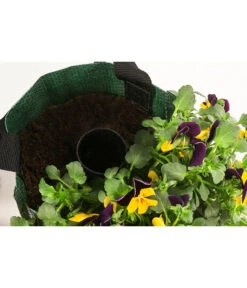 Wandhänger Mit Hornveilchen, Verschiedene Sorten -Eleganter Garten 8809048 WE DE 003 ViolaWandhaenger