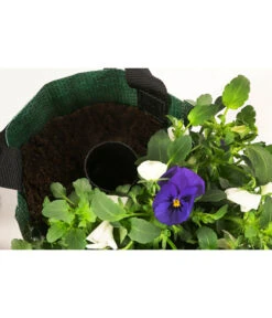 Wandhänger Mit Hornveilchen, Verschiedene Sorten -Eleganter Garten 8809048 WE DE 004 ViolaWandhaenger