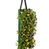 Wandhänger Mit Hornveilchen, Verschiedene Sorten -Eleganter Garten 8809048 WE FS 001 ViolaWandhaenger