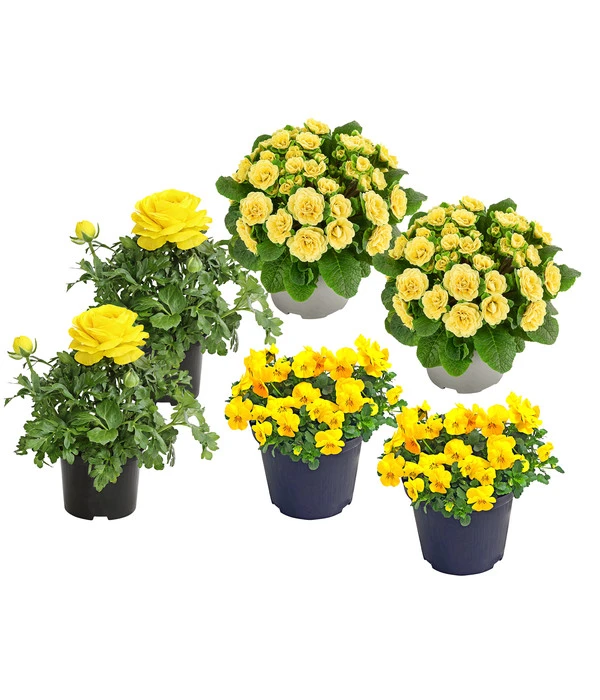 Beet- & Balkonpflanzen-Set Gelber Frühling, 6-teilig 3 Beet- & Balkonpflanzen-Set Gelber Frühling, 6-teilig