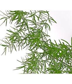 Zierspargel -Eleganter Garten 8809378 PR DE 001 ZierspargelAsparagusSprengeriT1DehnerExpressHerzig