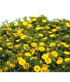 Goldtaler -Eleganter Garten 8809394 BildD 001 GoldtalerAsteriscusMarit