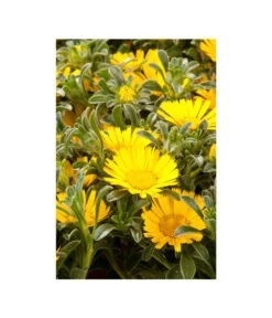 Goldtaler -Eleganter Garten 8809394 BildD 003 GoldtalerAsteriscusMarit