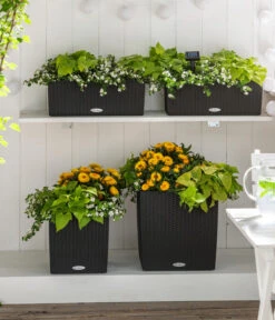 Süßkartoffel, Verschiedene Farben -Eleganter Garten 8809592 8824500 WE MO 001 SuteraSchneefloeckchenWeiss GC07 2022 01