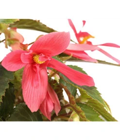 Hängebegonie, Verschiedene Sorten 21 Hängebegonie, Verschiedene Sorten -Eleganter Garten 8809741 PR DE 001 HaengebegonieBoliviensisT12DehnerExpressHerzig