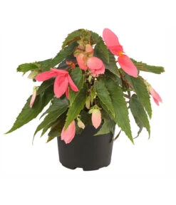 Hängebegonie, Verschiedene Sorten 15 Hängebegonie, Verschiedene Sorten -Eleganter Garten 8809741 PR FS 001 HaengebegonieBoliviensisT12DehnerExpressHerzig