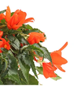 Hängebegonie, Verschiedene Sorten 19 Hängebegonie, Verschiedene Sorten -Eleganter Garten 8809741 WE DE 001 HaengebegonieBegoniaBoliviensisT12OWDehnerExpressHerzig