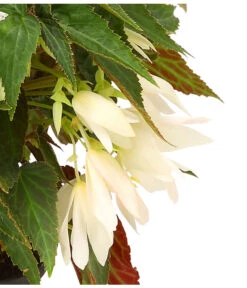 Hängebegonie, Verschiedene Sorten 20 Hängebegonie, Verschiedene Sorten -Eleganter Garten 8809741 WE DE 002 HaengebegonieBoliviensisDehner