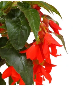 Hängebegonie, Verschiedene Sorten 18 Hängebegonie, Verschiedene Sorten -Eleganter Garten 8809741 WE DE 003 HaengebegonieBoliviensisDehner