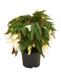 Hängebegonie, Verschiedene Sorten 14 Hängebegonie, Verschiedene Sorten -Eleganter Garten 8809741 WE FS 002 HaengebegonieBoliviensisDehner