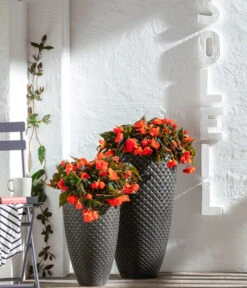 Hängebegonie, Verschiedene Sorten 16 Hängebegonie, Verschiedene Sorten -Eleganter Garten 8809741 WE MO 001 BegoniaBoliviensis GC06 2022 02