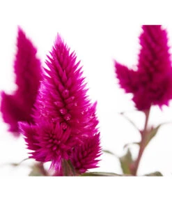 Federbusch 'Venezuela' -Eleganter Garten 8810657 PR DE 1 CelosiaArgenteaVenezuelaDehnerExpressZS